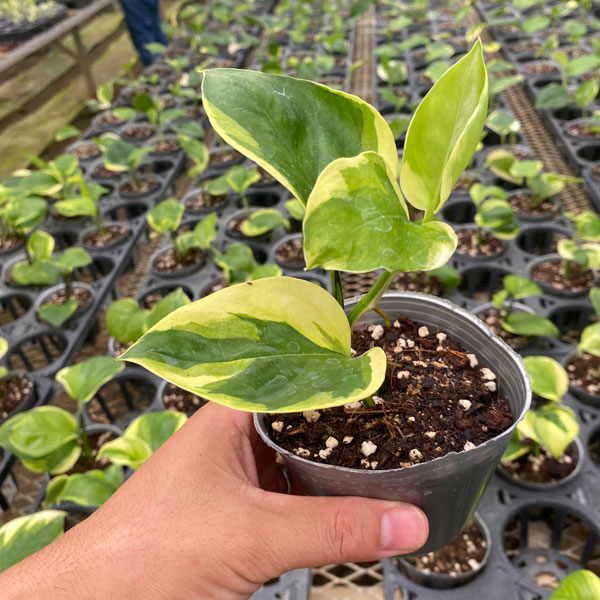 園芸ネット本店｜ポトス：AWドリーム 3号ポット の通販【公式】