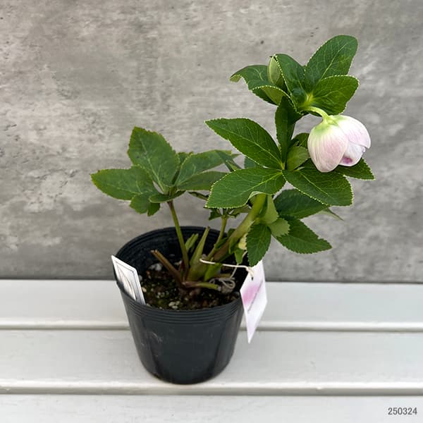 園芸ネット本店｜大和園さんのクリスマスローズ：25-15パステリッシュ