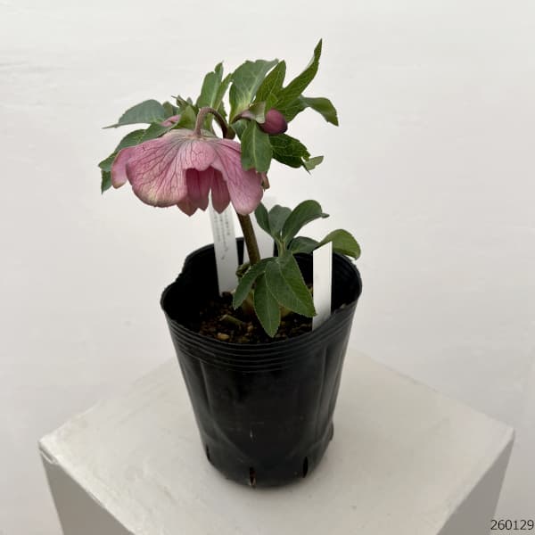 園芸ネット本店｜曽田園芸さんのクリスマスローズ：26-27桜利休4号