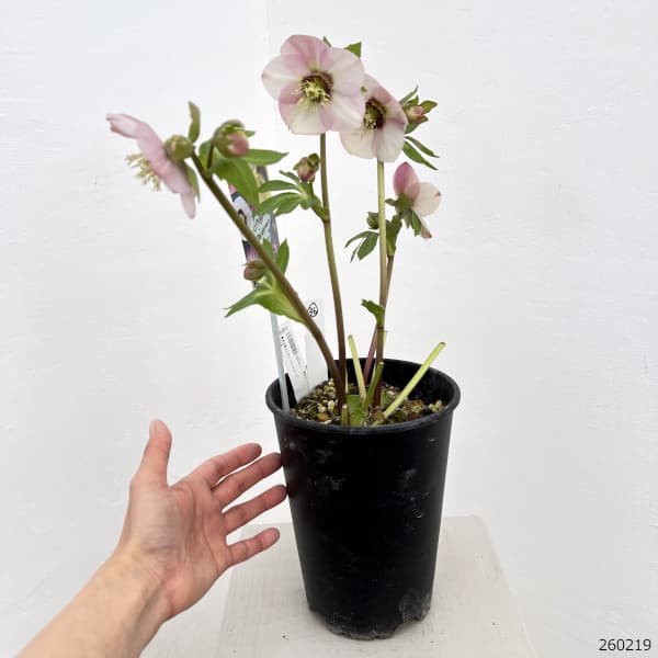 園芸ネット本店｜高正園さんのクリスマスローズ：26-36シングル／5号