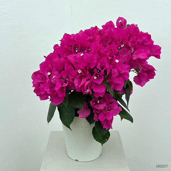 園芸ネット本店｜ブーゲンビレア：ベラ（濃桃色）5号鉢植え の通販【公式】