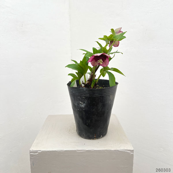 園芸ネット本店｜加藤農園さんのクリスマスローズ：26-04アンティーク