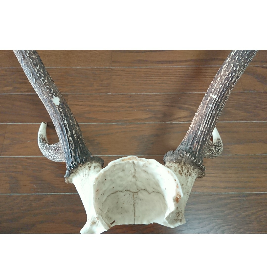 美品 一点物】鹿 ツノ つの 頭蓋骨付き 約45×53cmの通販 by Ukko's