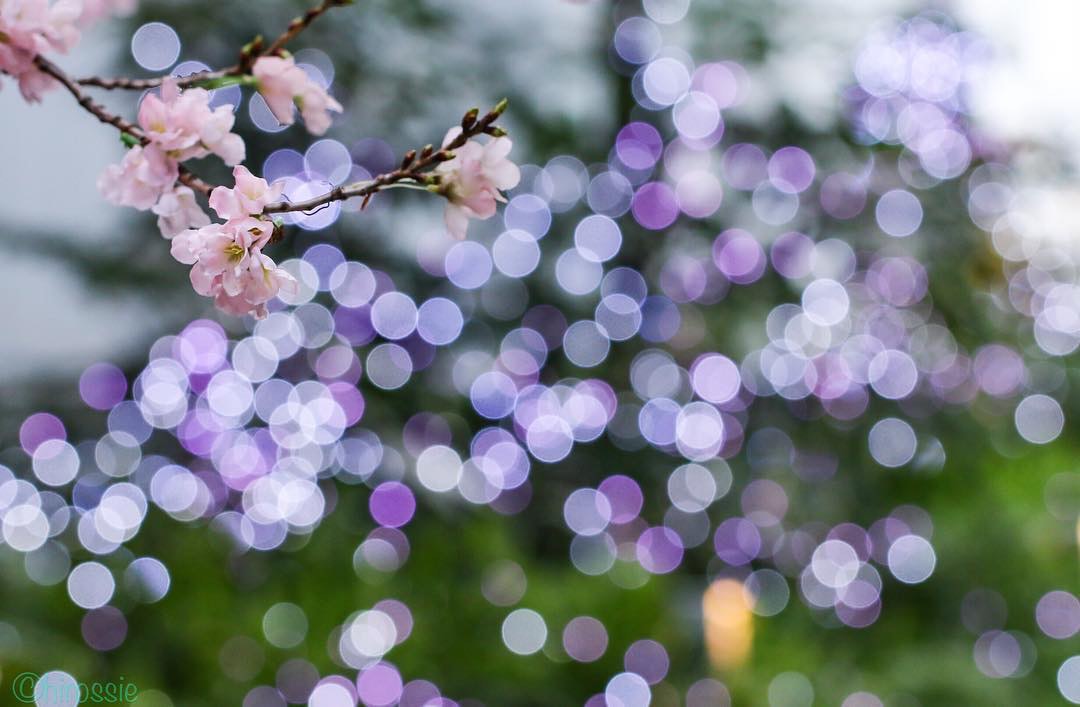 Canon EF100mm F2.8Lマクロ IS USMを徹底解説。作例からレビューまで