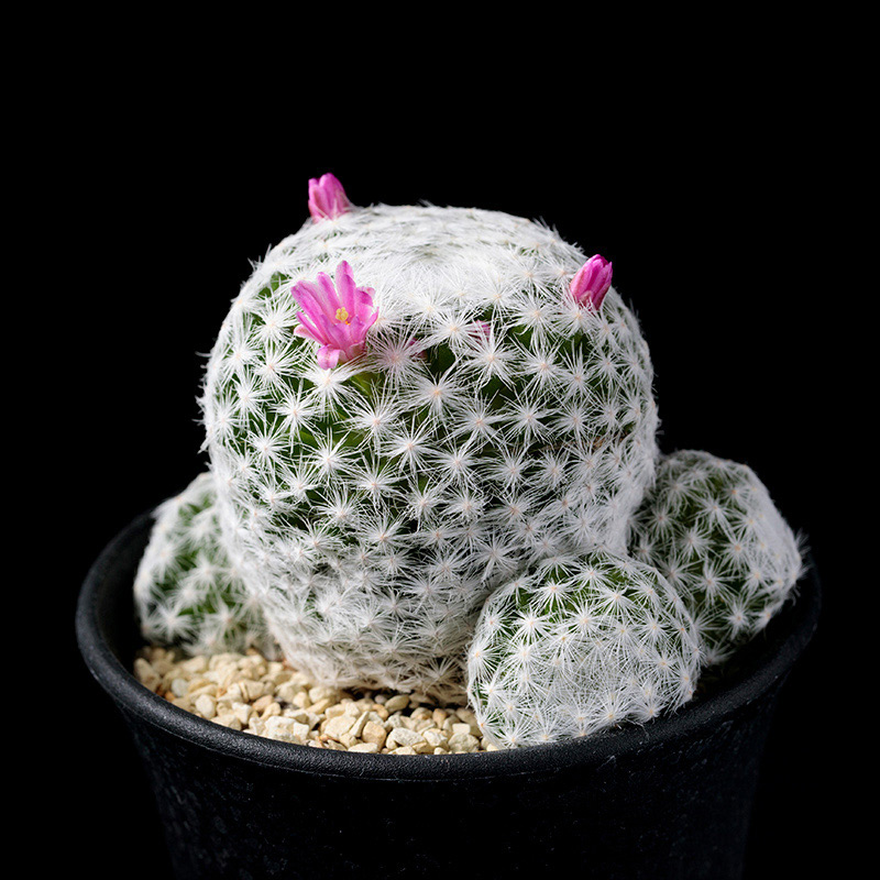 マミラリア春星の基本情報・育て方｜多肉植物・サボテン図鑑｜みんなの