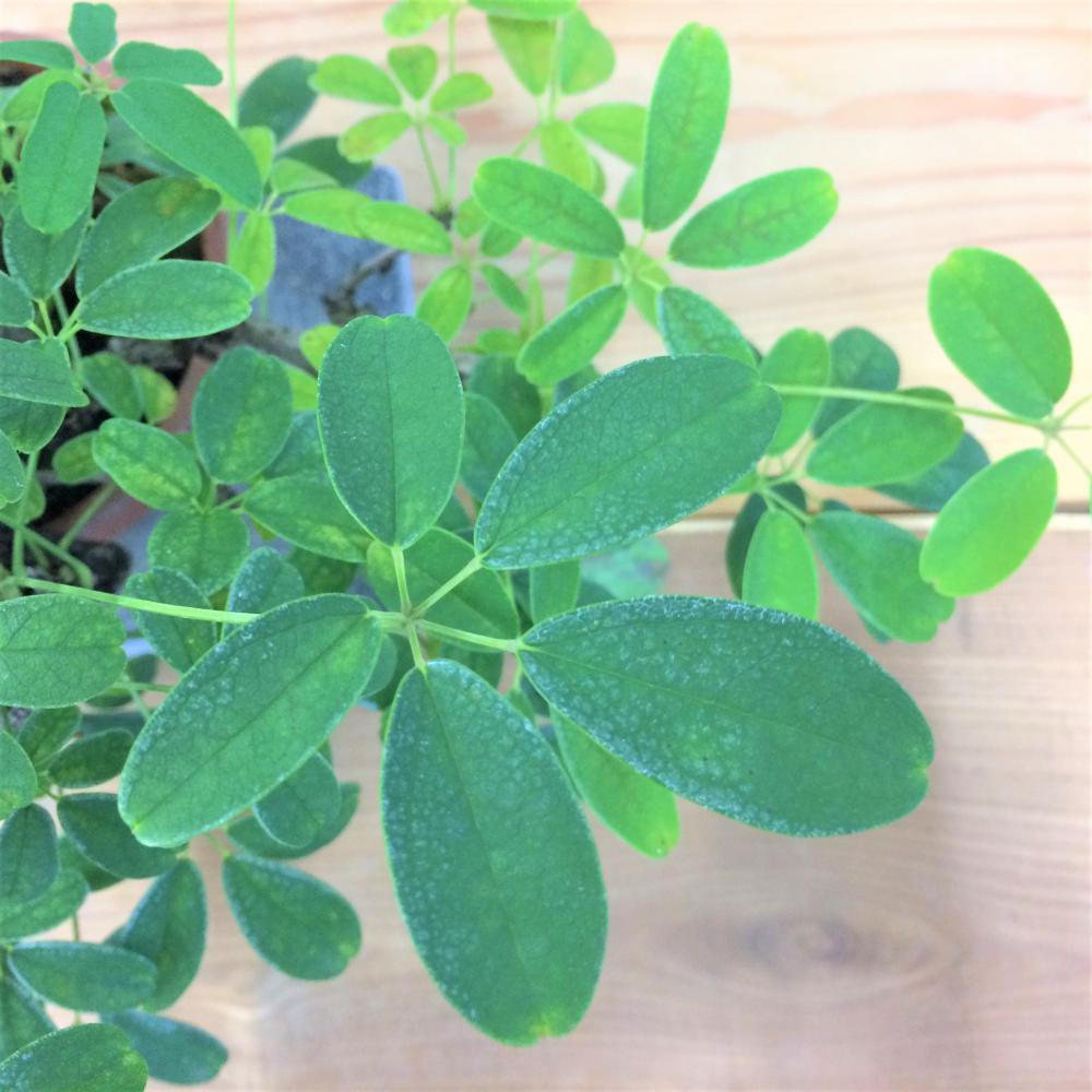 盆栽 五葉アケビ/盆栽、多肉植物、塊根植物、観葉植物通販/KIDORI -キドリ-