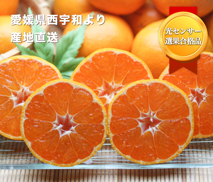 愛媛県西宇和みかんのご予約受付中！ご家庭用から親しい方へのギフトにも