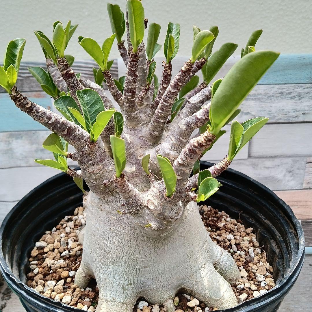 Amazon.co.jp: アデニウム ドワーフ v2 ハック 塊根植物 コーデックス