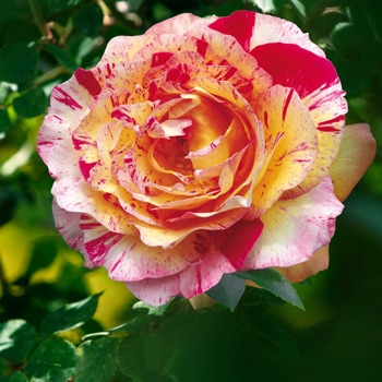 葵の上（大苗）7号鉢植え バラ苗予約 ロサ・オリエンティス