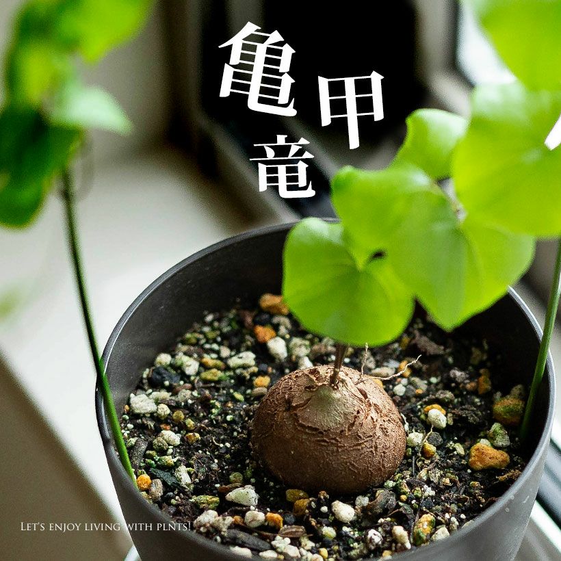 000000007265-01.jpg?size=l&w=