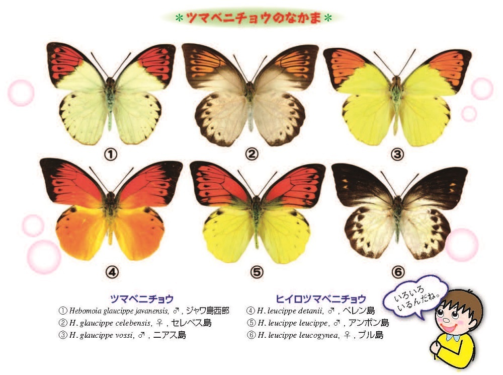 ツマベニチョウのなかま（075号表紙） - 徳島県立博物館