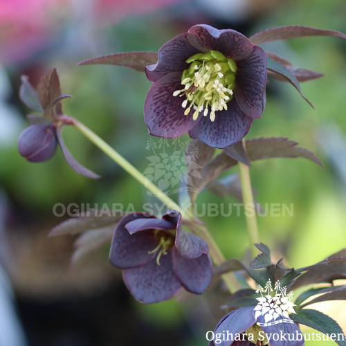 クリスマスローズ(原種) クロアチカス｜おぎはら植物園