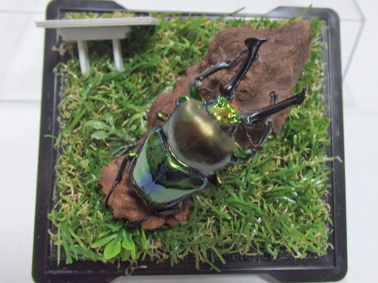 標本ジャンル | オオクワ京都昆虫館 レンタル商品サイト