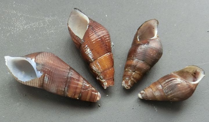 瀬切れした野川で拾った【カワニナ】観察で、「蜷(ニナ)」と「螺(ニシ