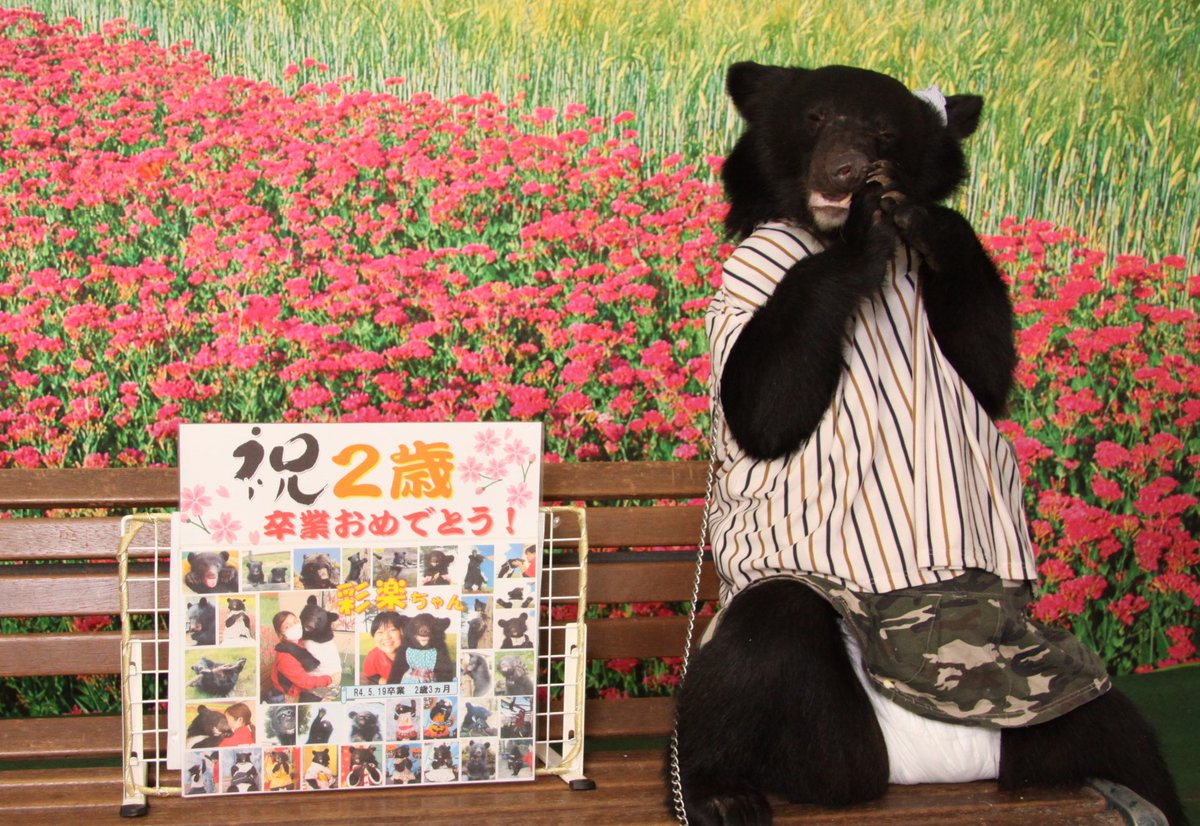 昨日ツキノワグマ🐻の彩楽（さら）ちゃんがふれあいを卒業しました