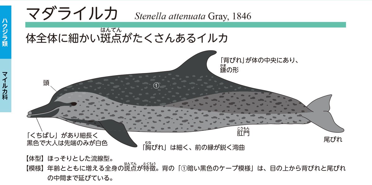 🐳🐬水面高くジャンプ！ #マダライルカ＼ #熊野灘 では、大きな群れで