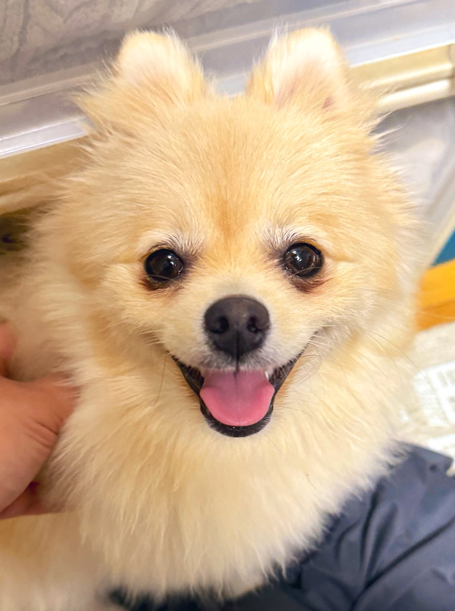 ケルベロス（ポメラニアン） (@cerberus_pome) / Posts / X