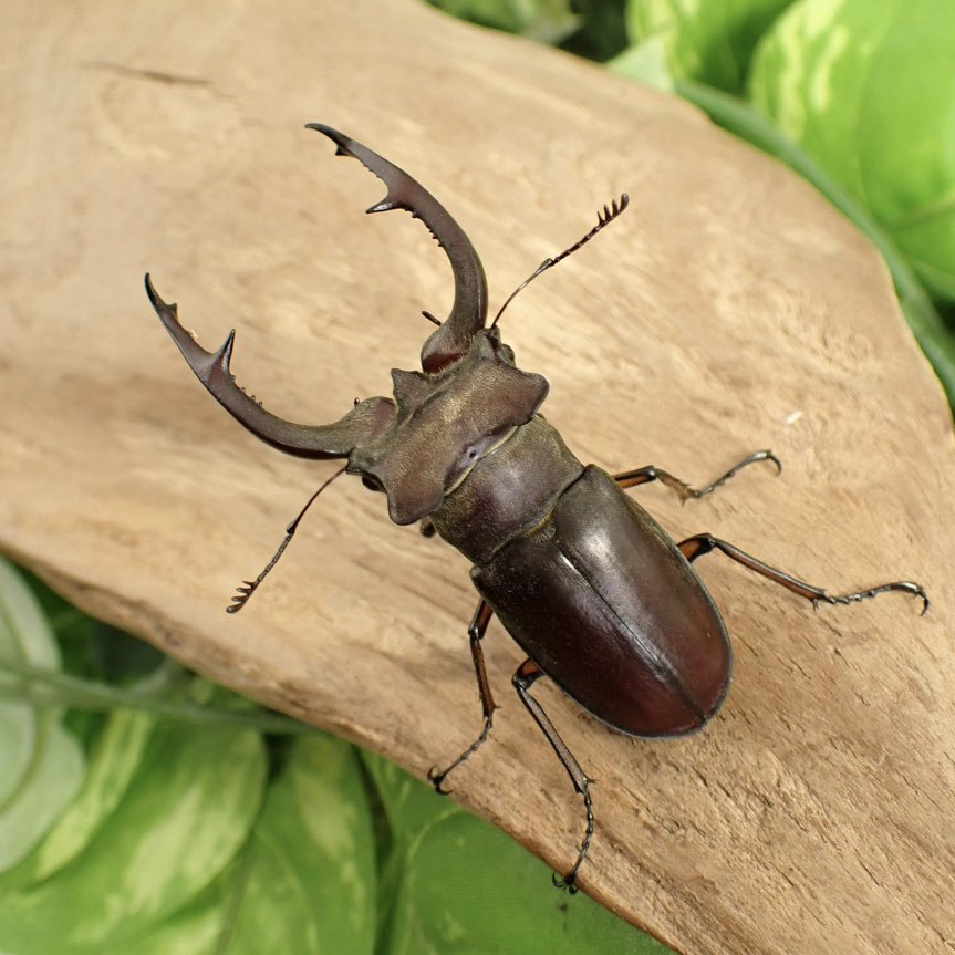 Sparkle Beetle (@BeetleSparkle) / Posts / X