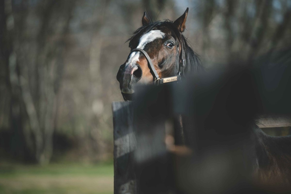 タニノギムレット牧柵利用鬣入りキーホルダー(シリアルナンバー付