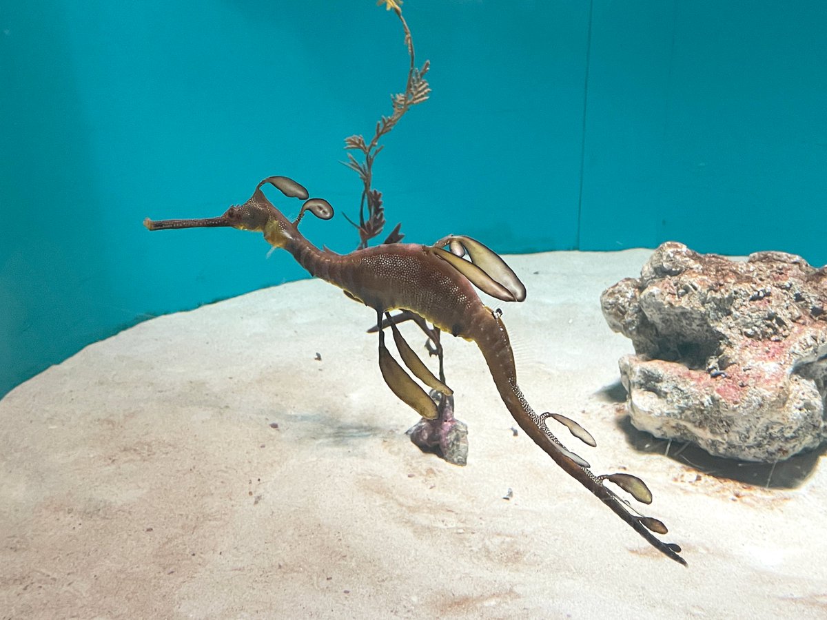 Post by メイプルズママ on X: 美しい✨️