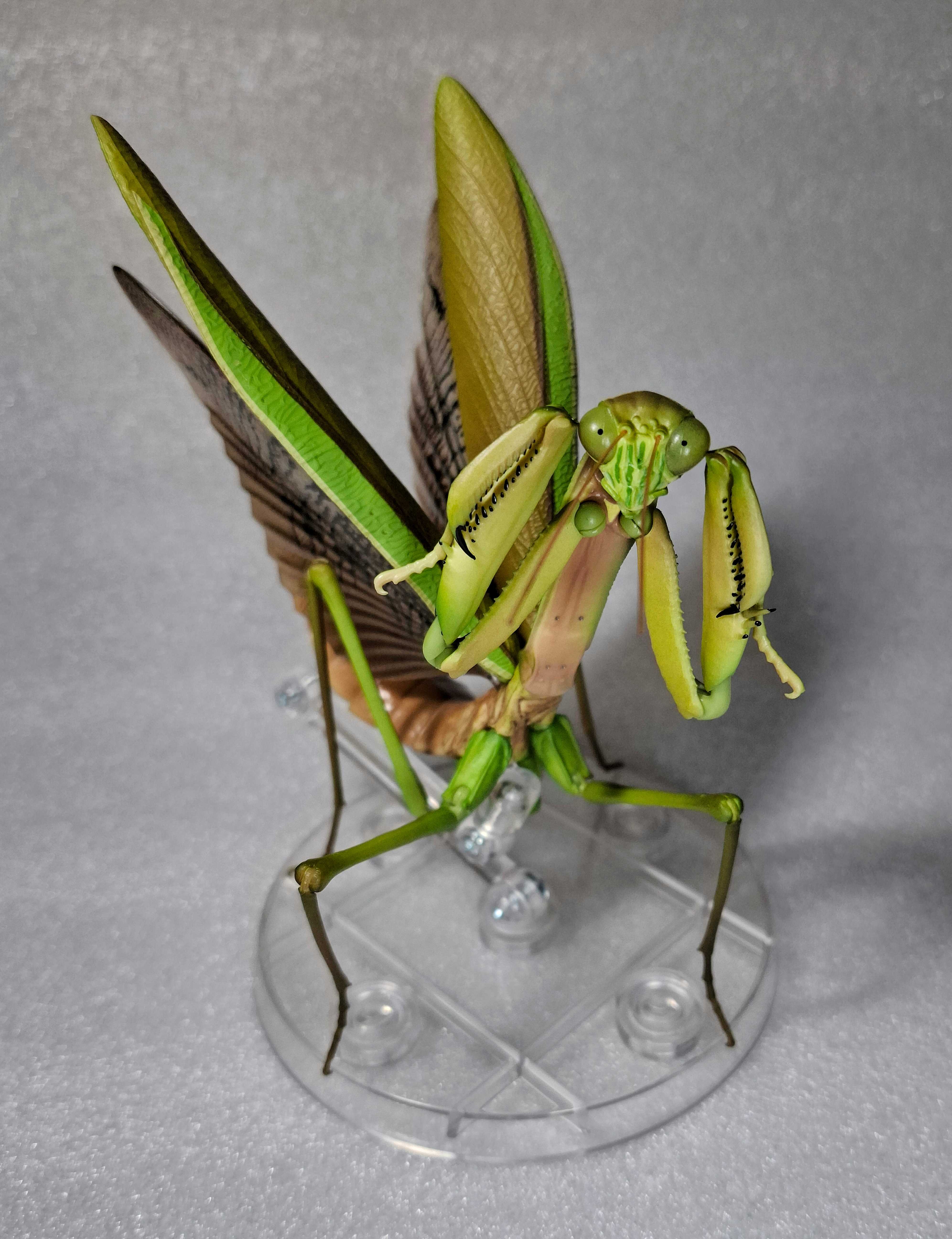 いきもの大図鑑アドバンス オオカマキリと - ✦ むし ぶろぐ ✦