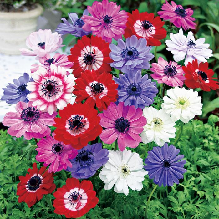 アネモネ セントブリッジ ミックス｜種（タネ）,球根,苗,資材