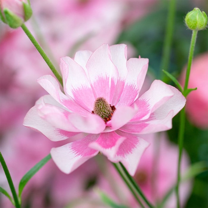 ラナンキュラス ラックス ヘラ｜種（タネ）,球根,苗,資材,ガーデニング