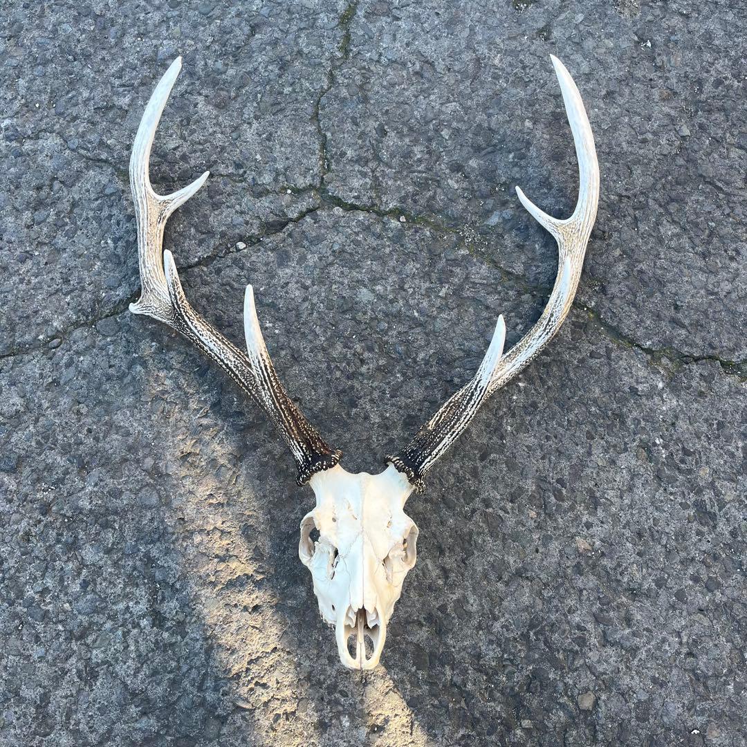 鹿の角 両角 顔付き エゾシカの角 sd1_25521ec58df8fa3453734300c7