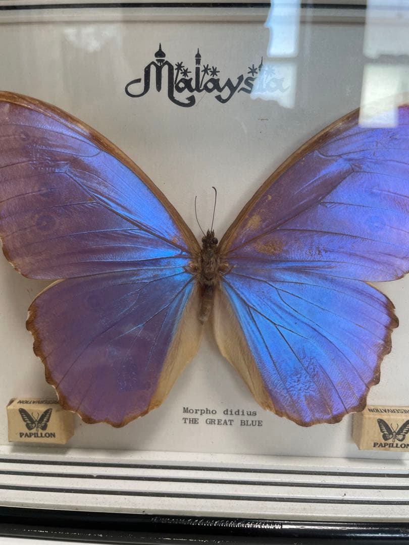 モルフォ蝶 Morpho didius ザ・グレートブルー 標本 マレーシア - メルカリ