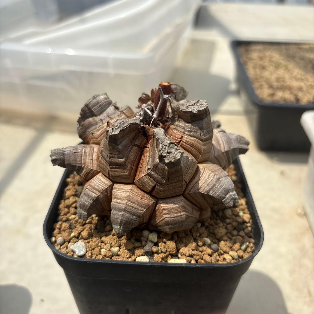 山野草 カンアオイ ホロテンナンショウ 模様葉 開花見込み ① 休眠中