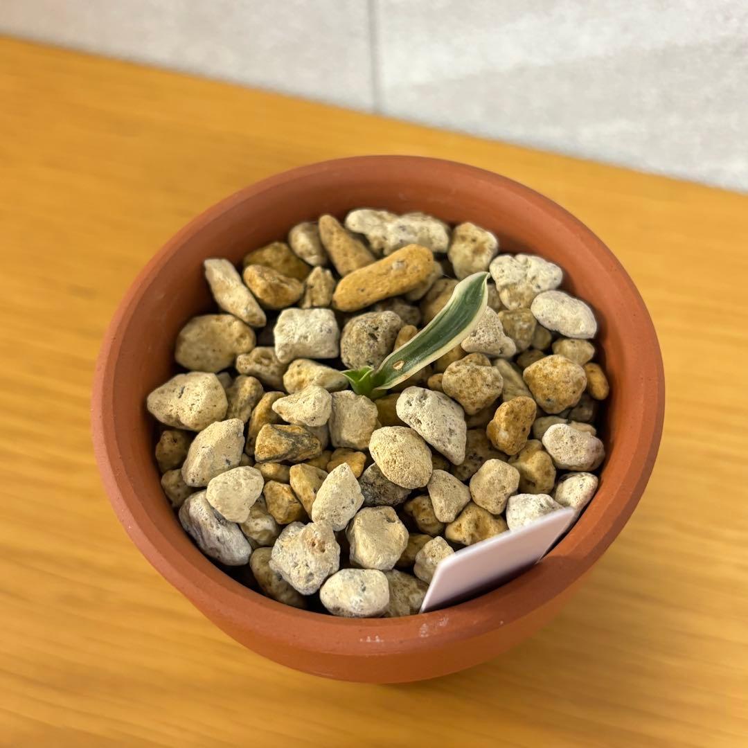 万年青　四君子　縞覆輪　超希少