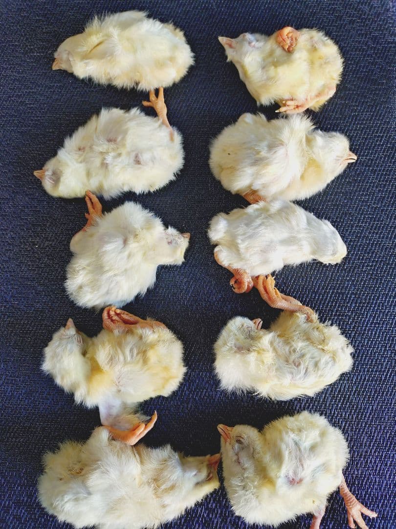 送料無料　冷凍ヒヨコ100羽　リタイア20匹 楽天市場】冷凍ヒヨコの通販