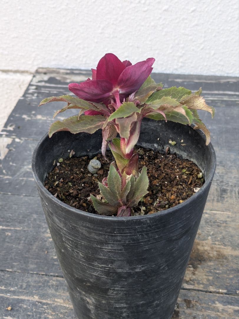 広瀬園芸 クリスマスローズ ダブル 【ベルベットレッド】 極美個体