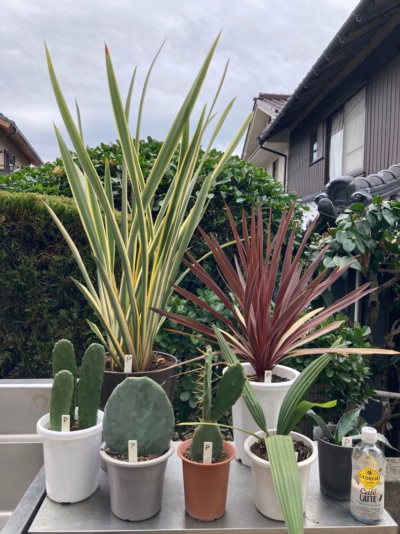 ドライガーデンＰセット鉢ごと配送致します。 ミニドライガーデン | Pay ID