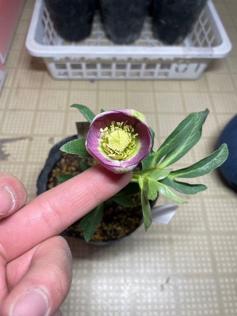 加藤農園 毬姫 グリーン系 クリスマスローズ お買い得一点物咲き進み株】加藤農園 愛幸花丸姫 クリスマスローズ 毬