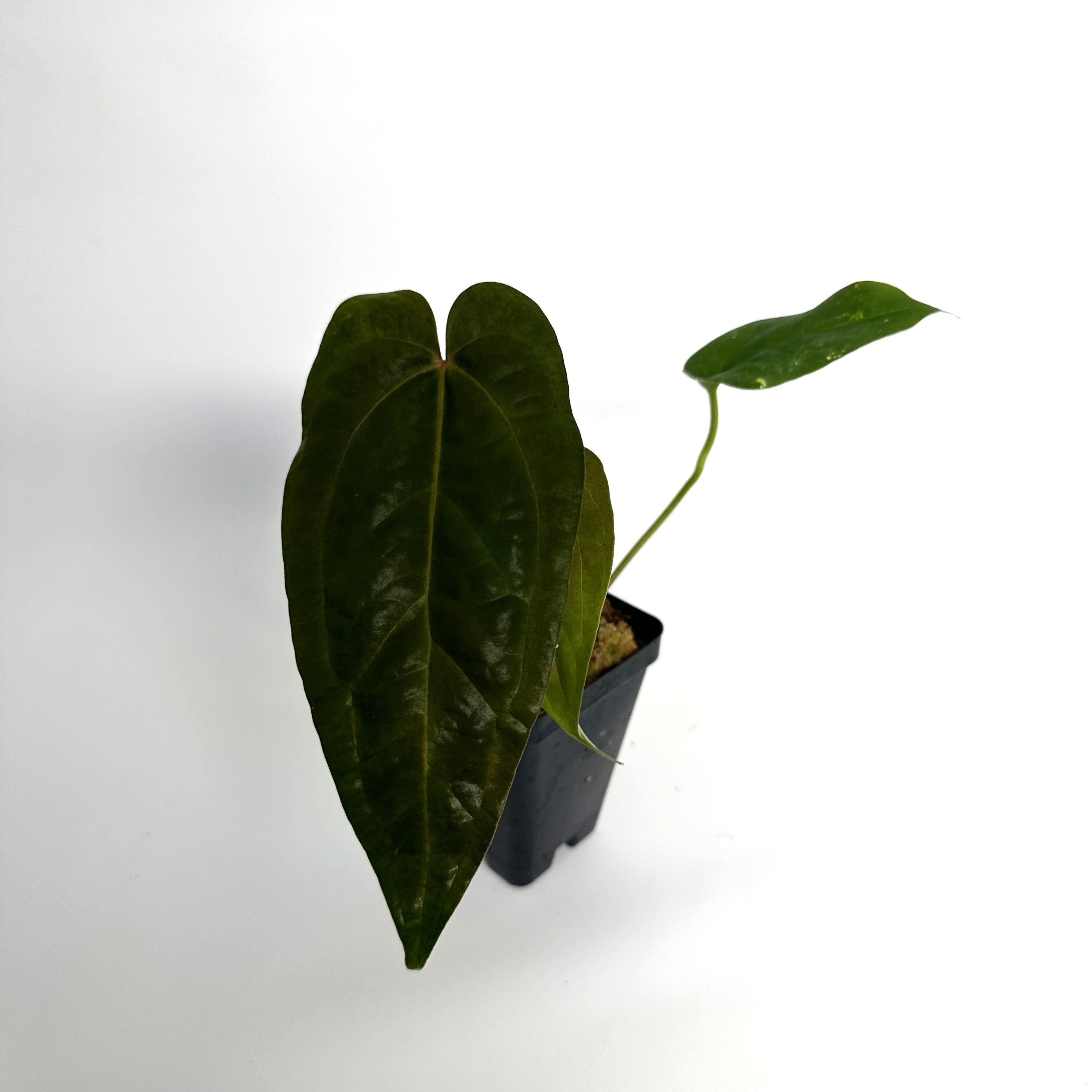 Anthurium 'Ace of Spades'/papillilaminum x 'Prince of Darkness